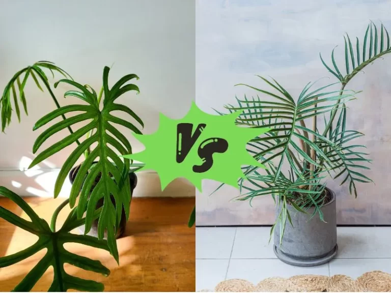Philodendron Elegans vs Tortum: Which Plant is Right for You?