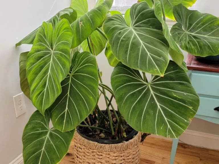 Philodendron Gloriosum Moss Pole: A Beginner’s Guide to Growing and Caring for Your Plant