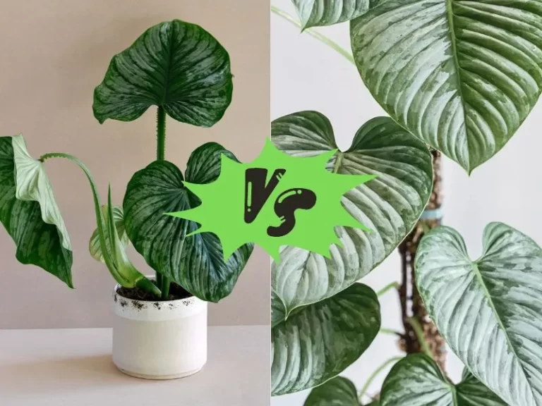 Philodendron Mamei vs Sodiroi: A Comparison of Two Popular Indoor Plants
