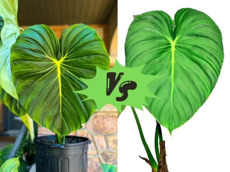 Philodendron Pastazanum vs McDowell: Which One Should You Choose?