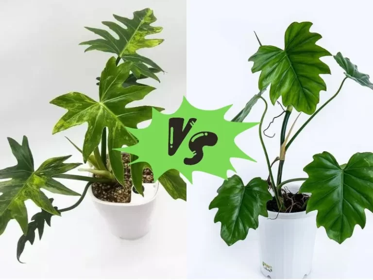 Choosing the Perfect Philodendron: Radiatum vs Lacerum Showdown