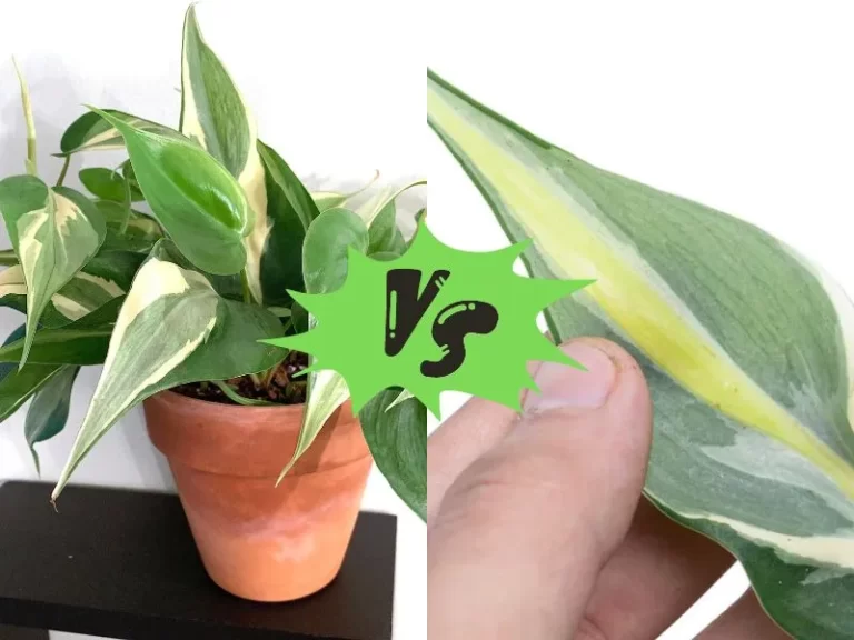 Philodendron Rio vs Cream Splash: A Comparison of Two Popular Indoor Plants