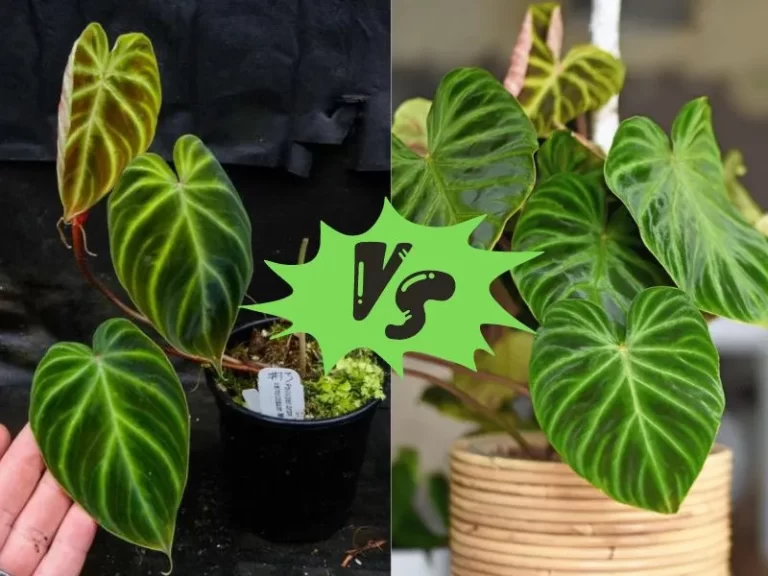 Philodendron Verrucosum Mini vs Regular: Which One Should You Choose?