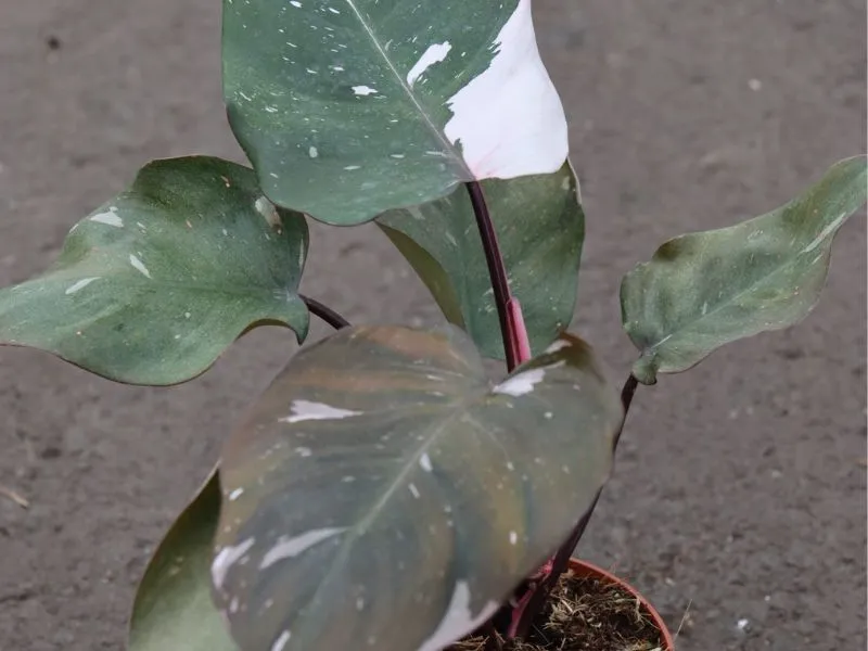 Red Anderson Philodendron Care