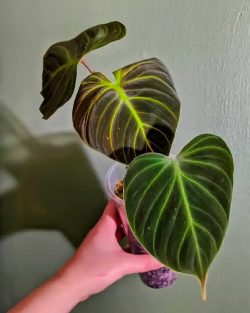 How to Care for Philodendron El Choco Red
