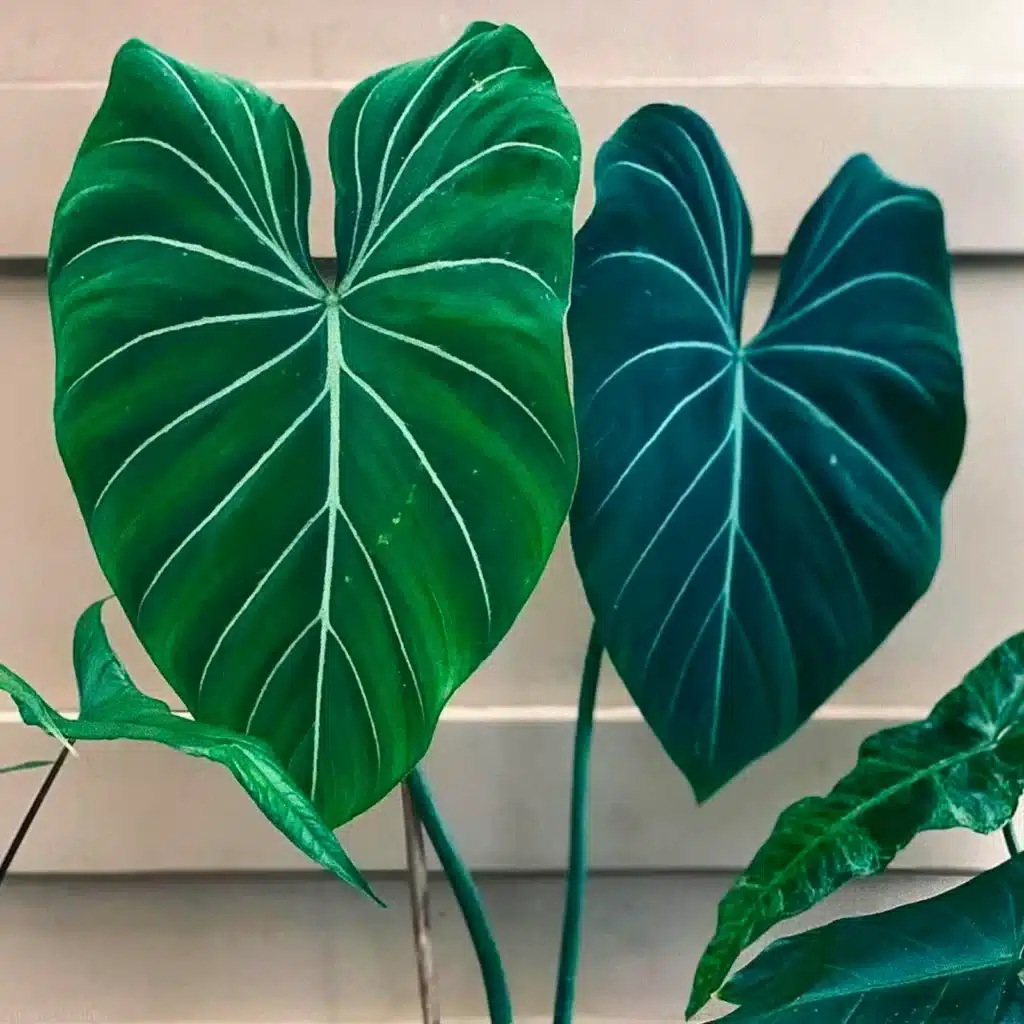 How to Care for Philodendron Gloriosum Dark Form?