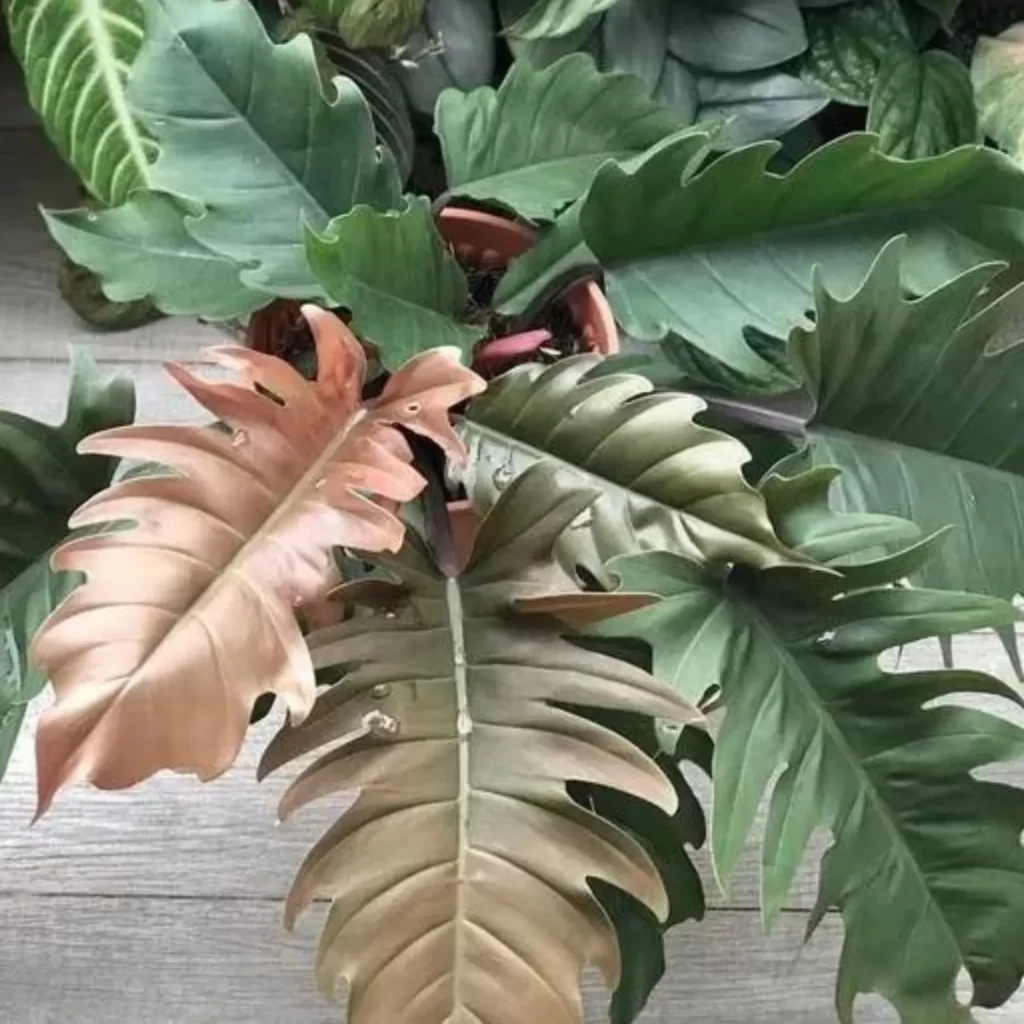 Philodendron Pluto