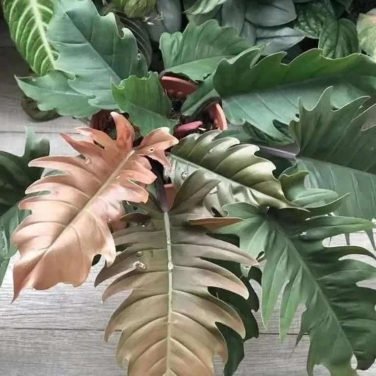 Discover the Beauty of Philodendron Pluto: Care Guide for Your Unique Houseplant