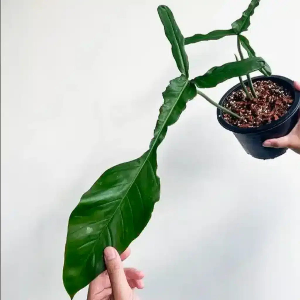 What Makes Philodendron Joepii Unique?