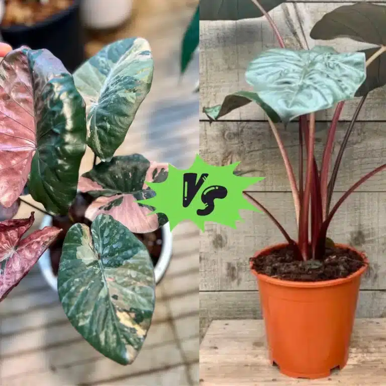 Alocasia Serendipity vs Yucatan Princess: Which Plant is Right for You?