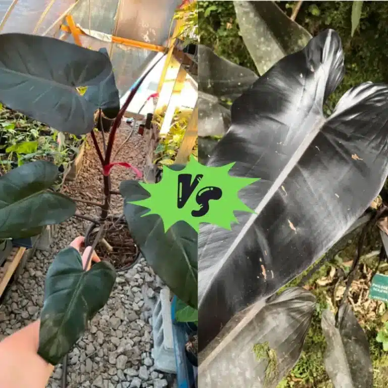 Dark Lord Philodendron vs Black Majesty: A Comparison of Two Popular Houseplants