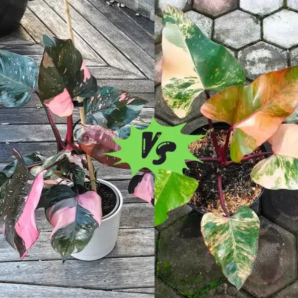Philodendron Strawberry Shake vs Pink Princess: Which is the Best Indoor Plant?