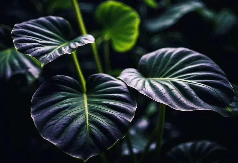Alocasia Nairobi Nights: A Guide to Growing and Caring for this Stunning Plant
